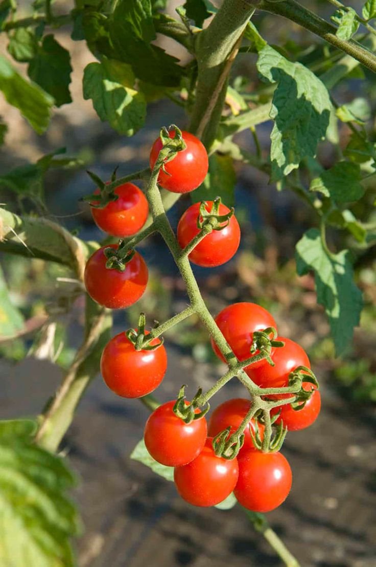 Bibit Tomat Cherry 